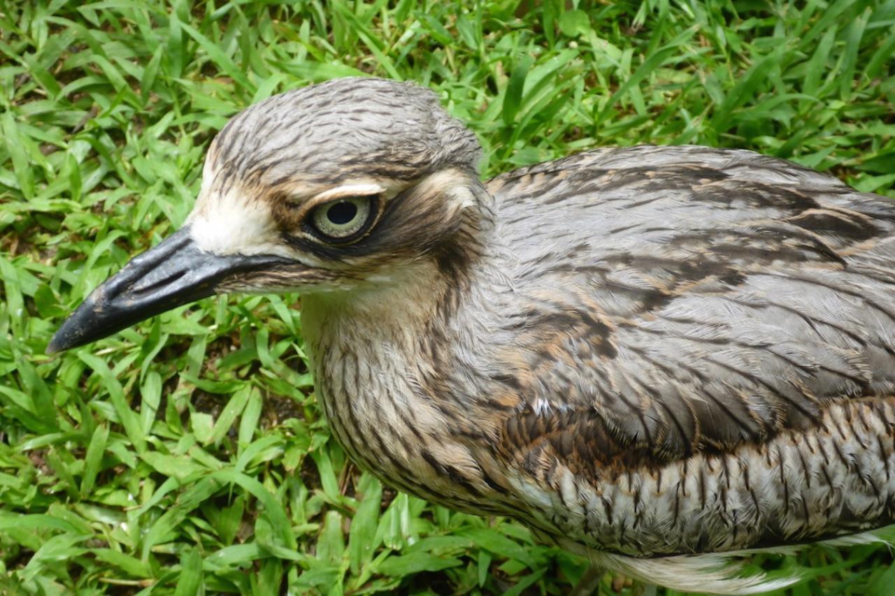 Kuranda Ngorongoro Lodge Ngoại thất bức ảnh